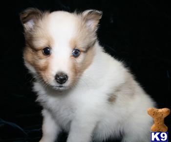 Shelties Rare Color-headed Whites